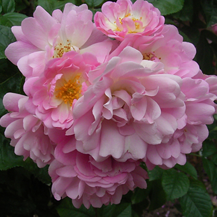 Photos Rosa - Rose