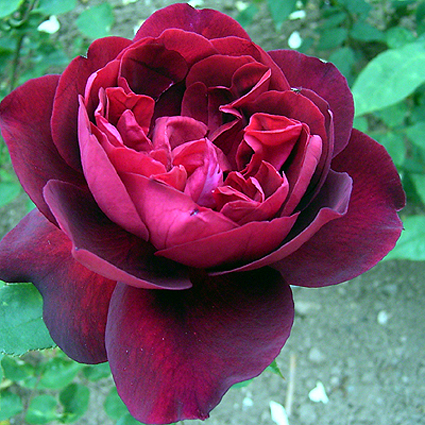Photos Rosa - Rose