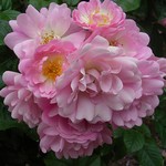 Photos Rosa