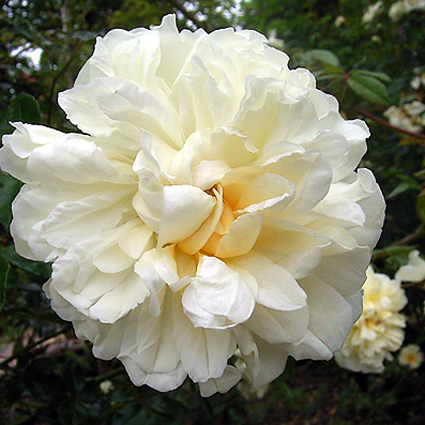 Photos Rosa - Rose