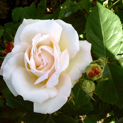 Photos Rosa - 