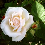 Photos Rosa