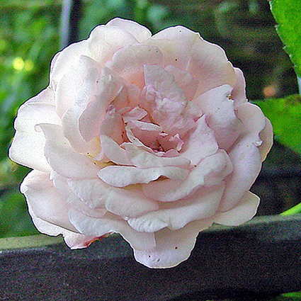 Photos Rosa - Rose