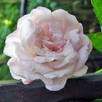 Photos Rosa