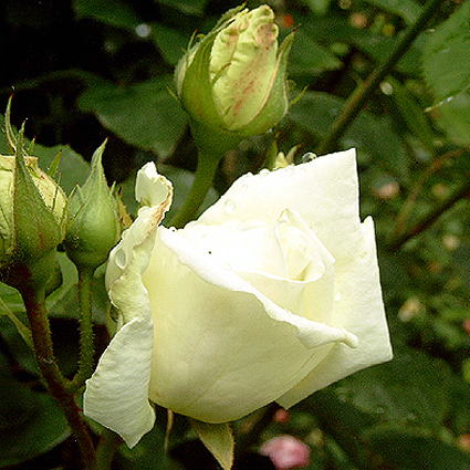 Photos Rosa - Rose