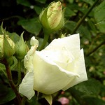 Photos Rosa