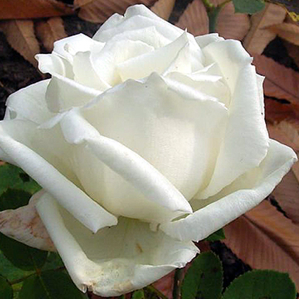 Photos Rosa - Rose