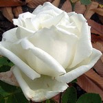 Photos Rosa