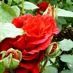 Photos Rosa