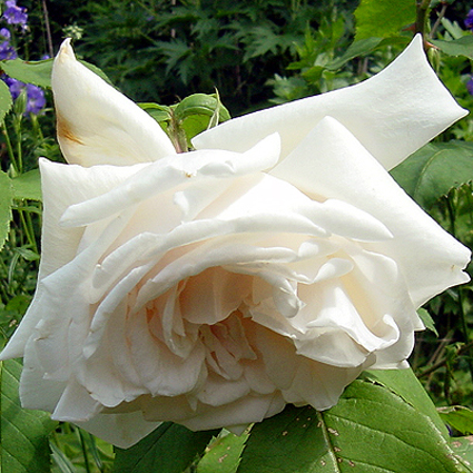 Photos Rosa - 