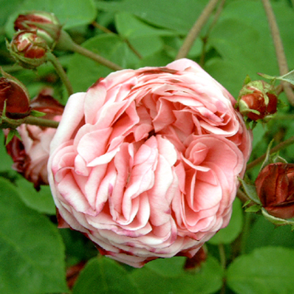 Photos Rosa - 