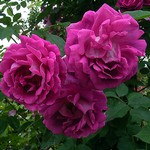 Photos Rosa