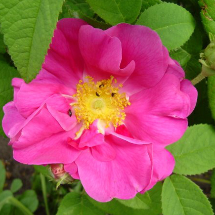 Photos Rosa gallica - French rose