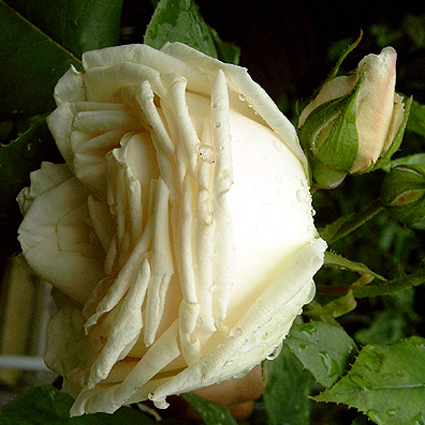 Photos Rosa - Rose
