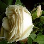 Photos Rosa