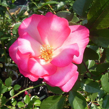 Photos Rosa - Rose