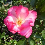 Photos Rosa