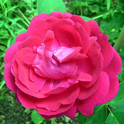 Photos Rosa - Rose