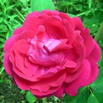 Photos Rosa - Rose