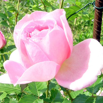 Fotos Rosa - 
