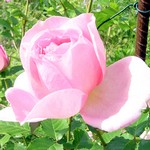 Photos Rosa - Rose