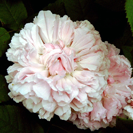 Photos Rosa - Rose
