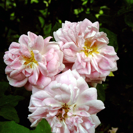 Photos Rosa - Rose