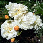 Photos Rosa