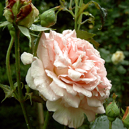 Photos Rosa - 