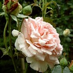 Photos Rosa