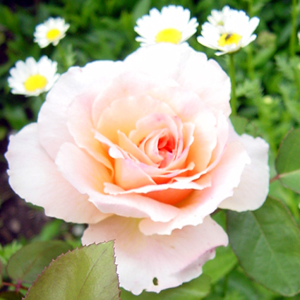 Photos Rosa - Rose