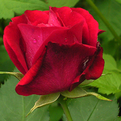 Photos Rosa - 