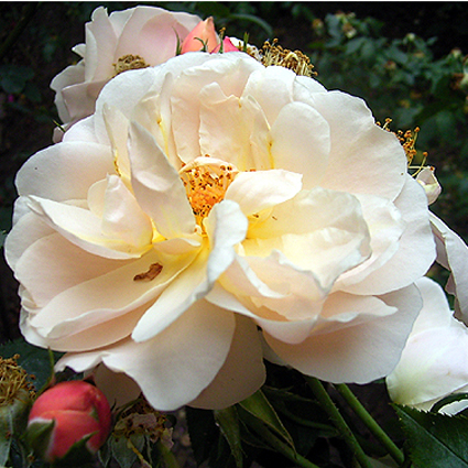 Photos Rosa - Rose