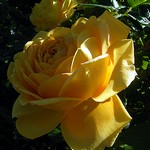 Photos Rosa