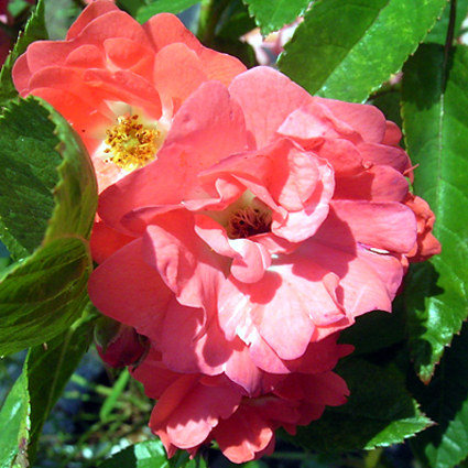 Photos Rosa - Rose