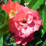 Photos Rosa