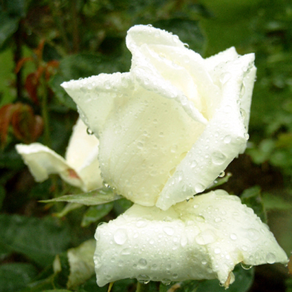 Photos Rosa - Rose