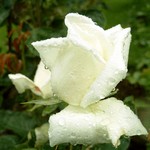 Foto Rosa