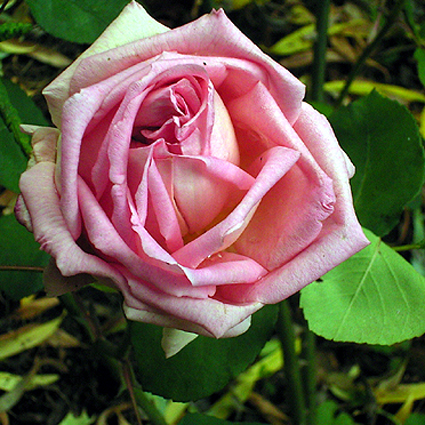 Photos Rosa - Rose