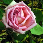 Photos Rosa