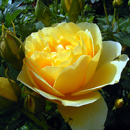 Photos Rosa - Rose