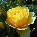 Photos Rosa