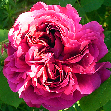 Photos Rosa - Rose