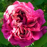 Photos Rosa