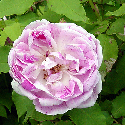Photos Rosa - Rose