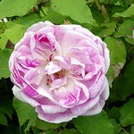 Photos Rosa