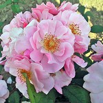 Photos Rosa