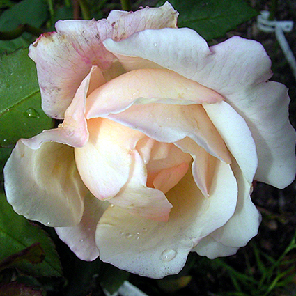 Photos Rosa - Rose