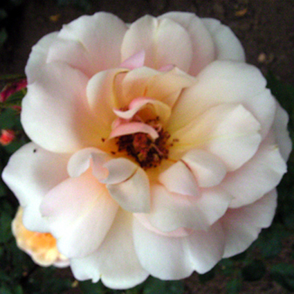 Photos Rosa - Rose