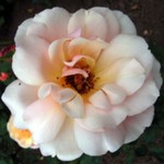 Photos Rosa